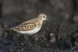 Image of Calidris Merrem 1804