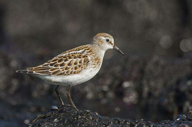 Imagem de Calidris Merrem 1804