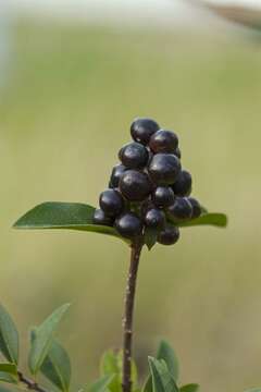 Image of privet