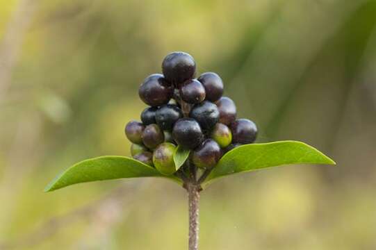 Image of privet