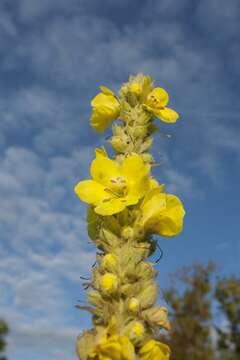 Image of mullein