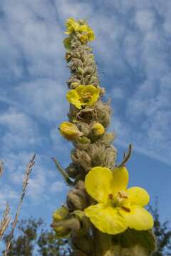 Image of mullein