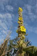 Image of mullein