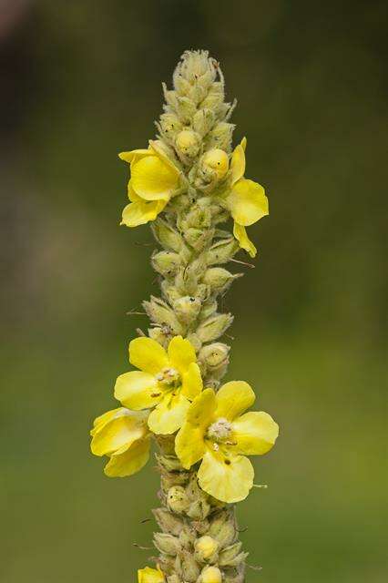 Image of mullein