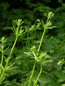 Image of bedstraw