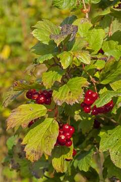 Image of Guelder Rose