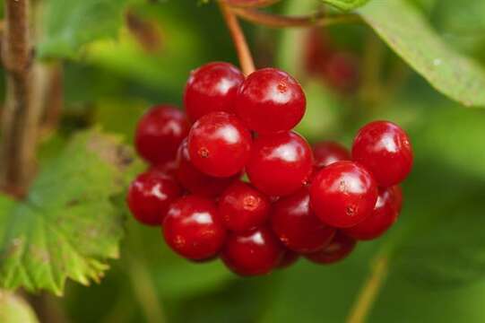 Image of Guelder Rose