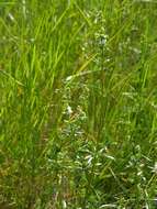 Image of Galium mollugo subsp. mollugo