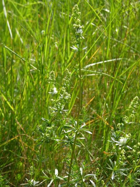 Image of Galium mollugo subsp. mollugo