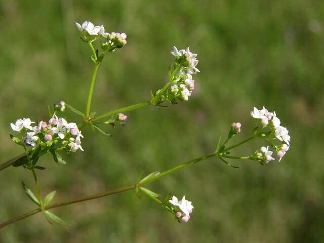 Image of Common Marsh-bedstraw