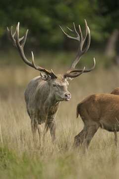 Image of Cervus Linnaeus 1758