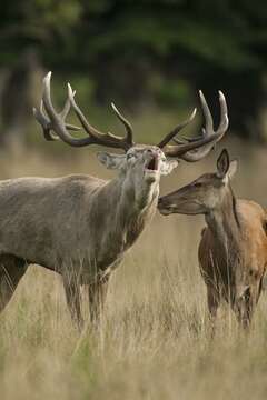 Image of Cervus Linnaeus 1758