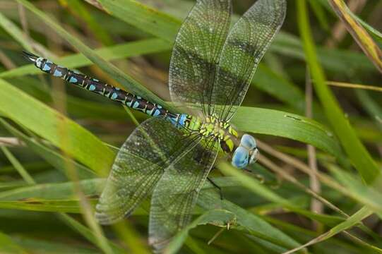 Image of Green Hawker