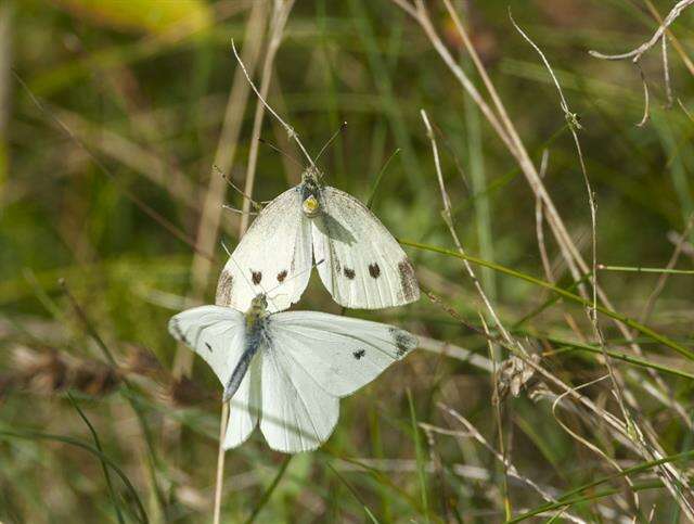 Image de Pieris