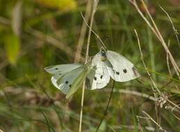 Image de Pieris