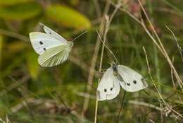 Image de Pieris