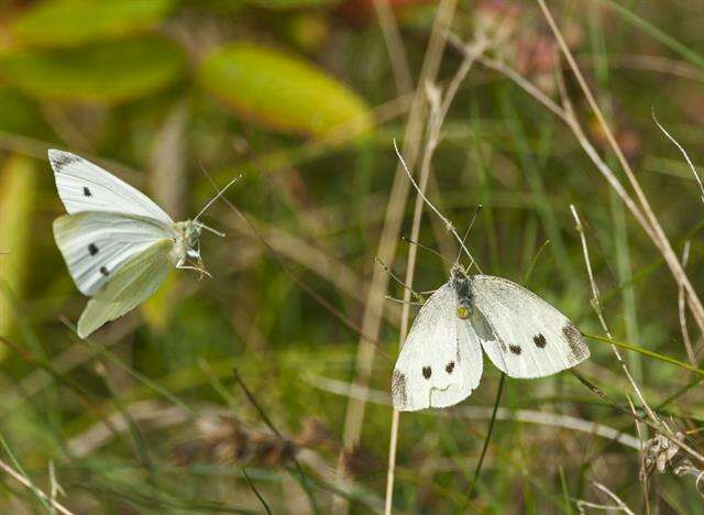 Image de Pieris