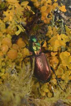 Image of Agonum