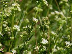 Image of bedstraw