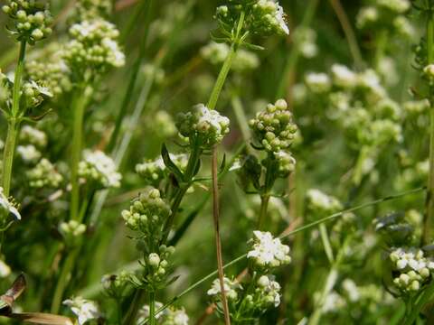 Plancia ëd Galium