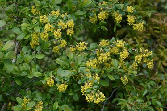 Image of Barberry