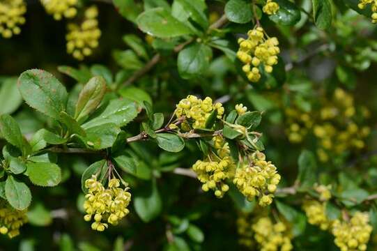 Image of Barberry