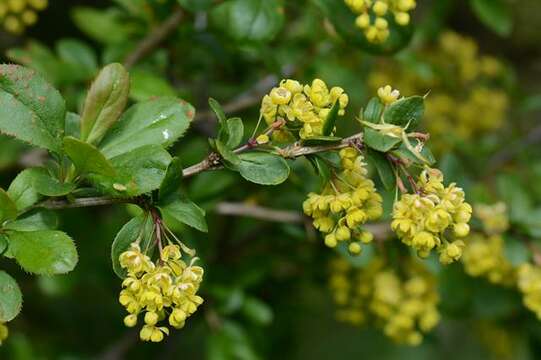 Image of Barberry