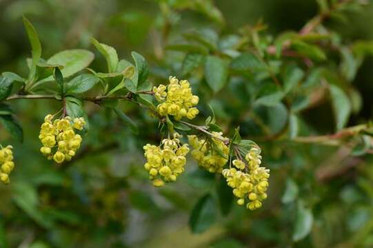 Image of Barberry