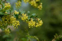 Image of Barberry