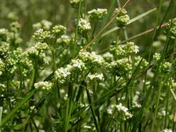 Image of bedstraw