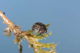 Image of Pill beetles and allies