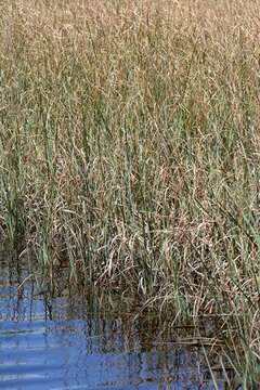 Image of sawgrass