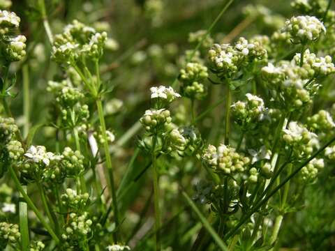 Plancia ëd Galium