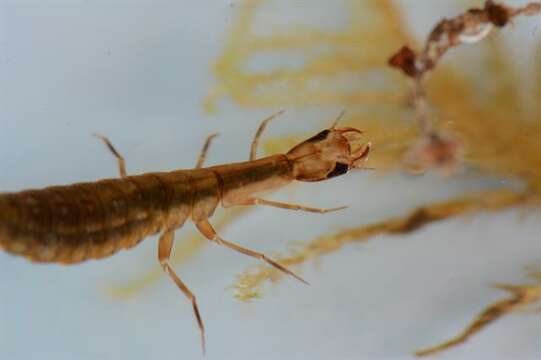 Image of Water beetle