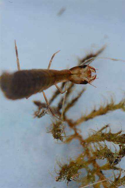 Image of Water beetle