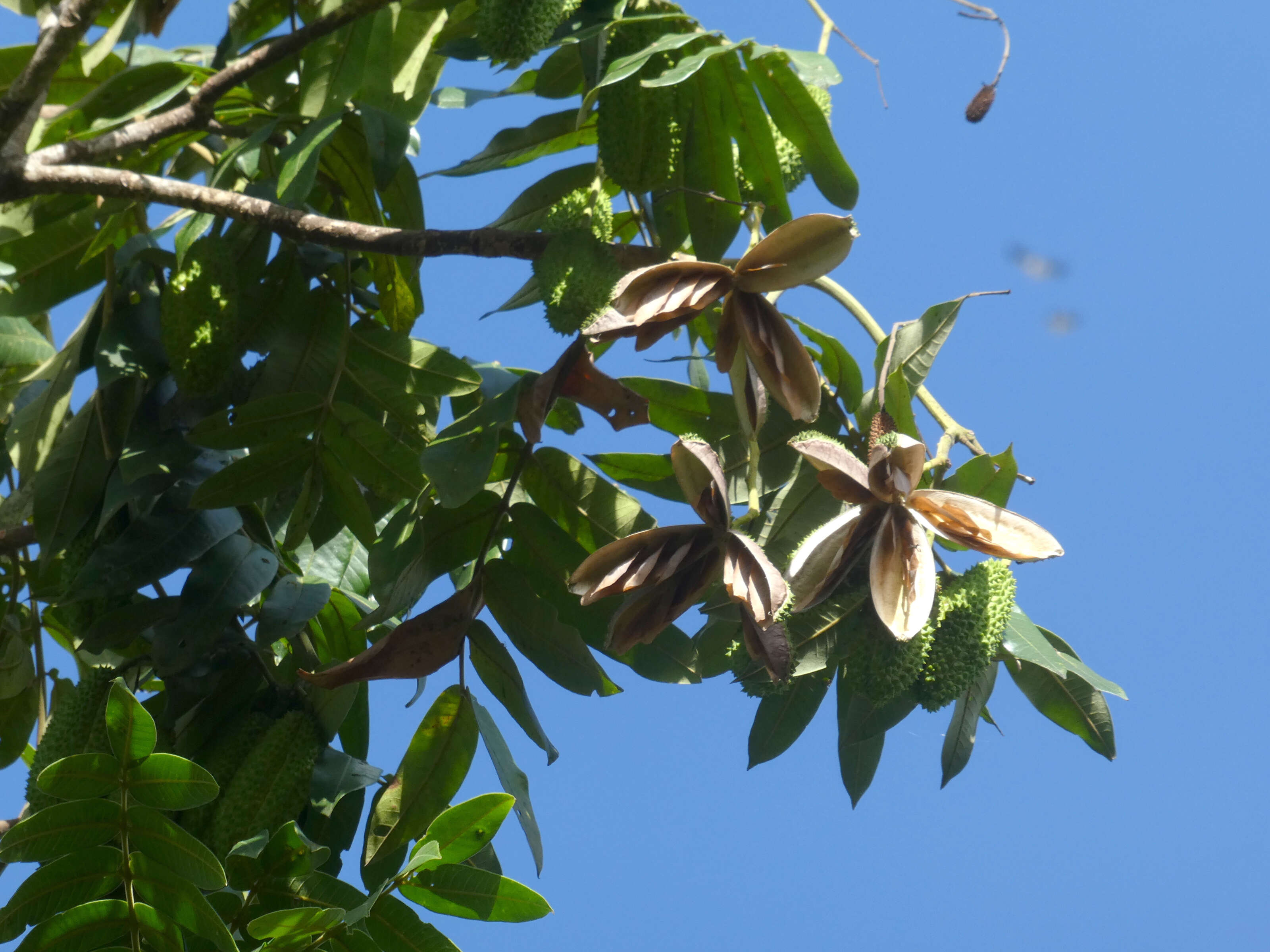 Image of Flindersia schottiana F. Müll.