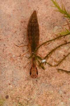 Image of Water beetle