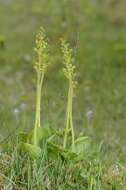 Image of Twayblade