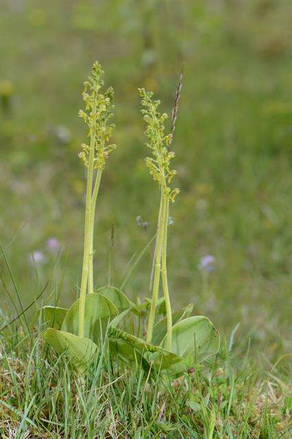 Image of Twayblade