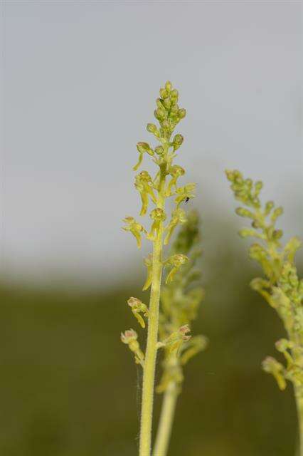 Image of Twayblade