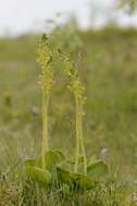 Image of Twayblade