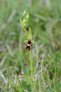 Image of Fly orchid