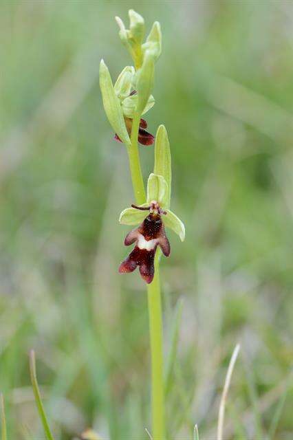 Image of Fly orchid