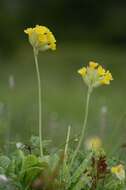 Image of cowslip