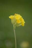 Image of cowslip