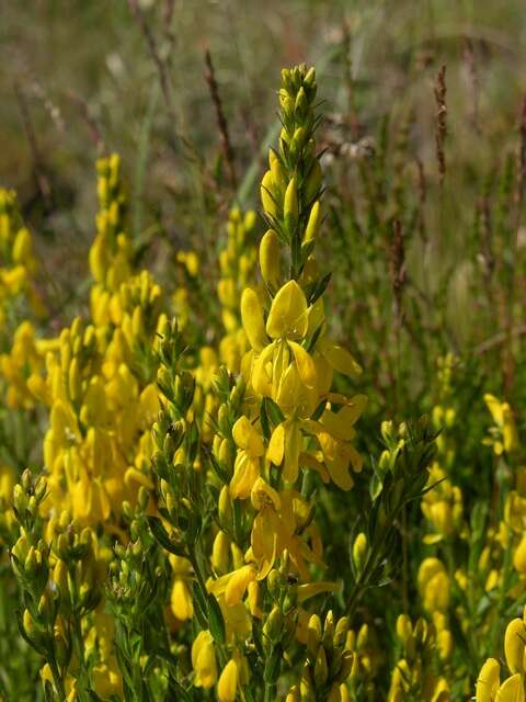 Image of broom