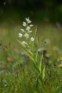 Cephalanthera resmi