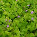 Image of Knotted Crane's-bill