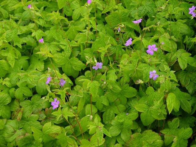 Geranium nodosum L.的圖片