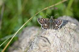 Image of Checkered-Skippers